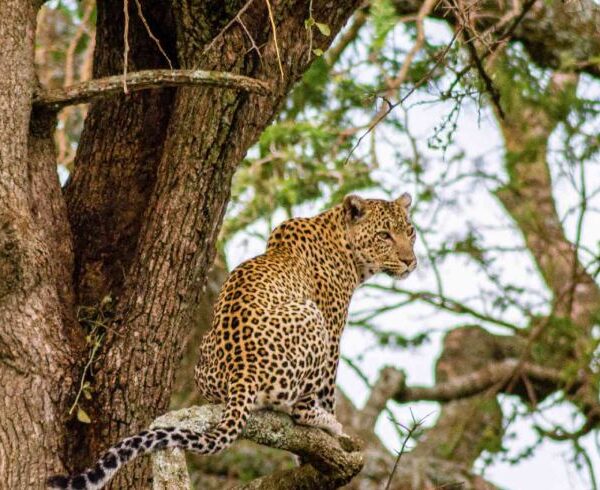 Serengeti National Park is a World Heritage Site teeming with wildlife: over 2 million ungulates, 4000 lions, 1000 leopard, 550 cheetahs and some 500 bird ...