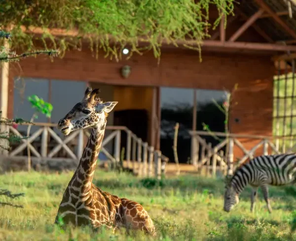 Serval Wildlife giraffe