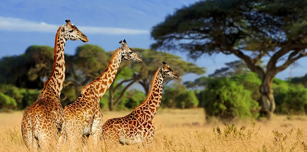 lotus spa safaris tarangire girrafes