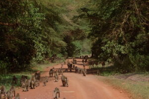 BABOONS