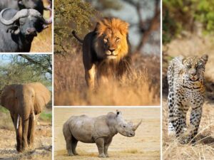 HOME OF THE BIG 5