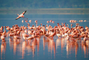 FLAMINGO 