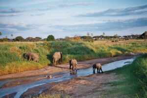 TARANGIRE RIVER