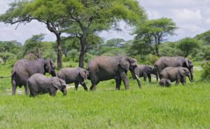 ELEPHANT HERDS