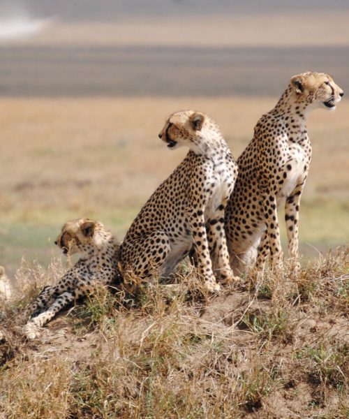 Serengeti-National-Park