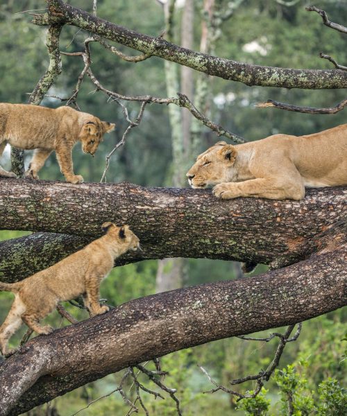 lake-Manyara-national-park